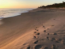 Luxury Oceanfront Suite on Melbourne Beach - Pet Friendly